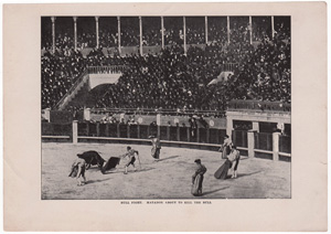 Bull Fight Matador